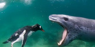 leopard-seal-eats-penguin-3-510x600.jpg